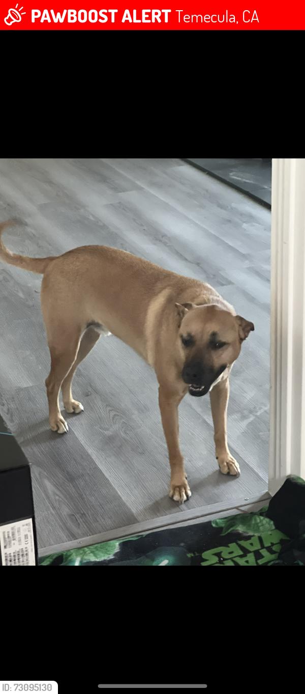 Lost Male Dog last seen Pauba ridge park, near via del monte, Temecula, CA 92592