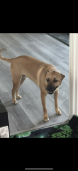 Lost Male Dog last seen Pauba ridge park, near via del monte, Temecula, CA 92592