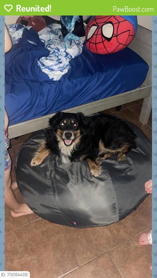 Reunited Male Dog last seen Cypress Knoll and Runnel Dr., New Port Richey, FL 34653