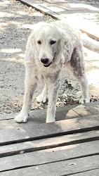 Reunited Female Dog last seen S nursery and e shady grove rd, Irving, TX 75060