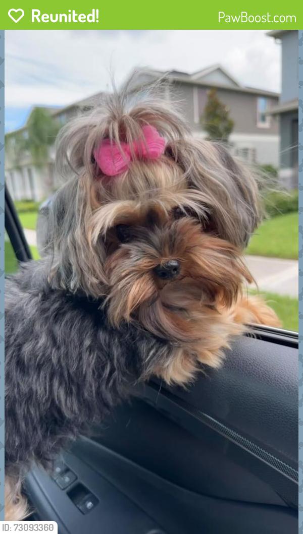 Reunited Female Dog last seen Near Memoir Ave, Winter Garden, FL, Winter Garden, FL 34787
