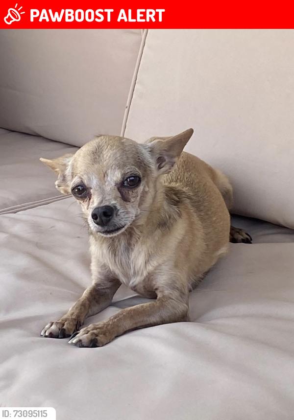 Lost Male Dog last seen Abbey lane in Devonshire neighborhood, Kaufman County, TX 75126