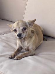 Lost Male Dog last seen Abbey lane in Devonshire neighborhood, Kaufman County, TX 75126
