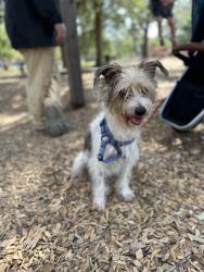 Lost Male Dog last seen Northville, Blue Bell Village, Houston, TX 77038