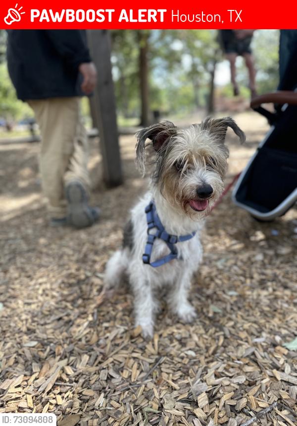 Lost Male Dog last seen Northville, Blue Bell Village, Houston, TX 77038