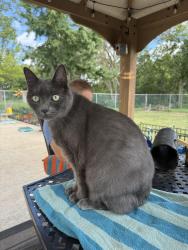 Reunited Male Cat last seen Bonita Vista Subdivision , Minooka, IL 60447