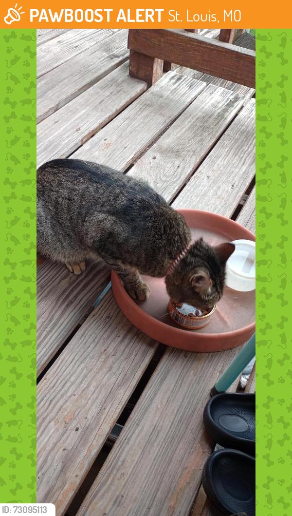 Found/Stray Unknown Cat last seen Junata, St. Louis, MO 63118