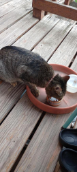Found/Stray Unknown Cat last seen Junata, St. Louis, MO 63118