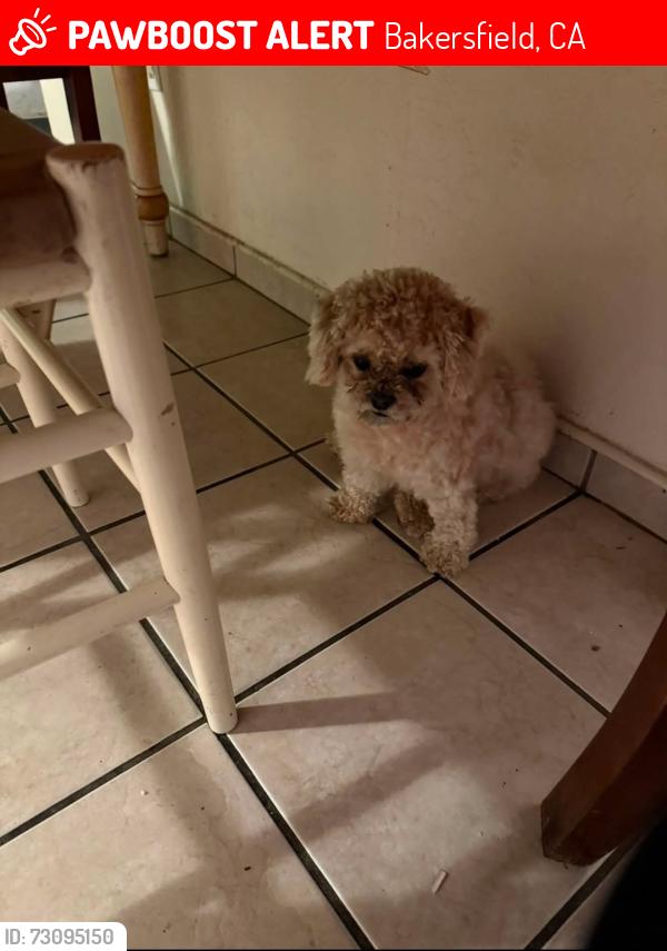 Lost Male Dog last seen Edith ln & white ln, Bakersfield, CA 93304