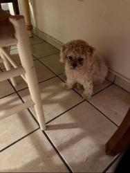Lost Male Dog last seen Edith ln & white ln, Bakersfield, CA 93304