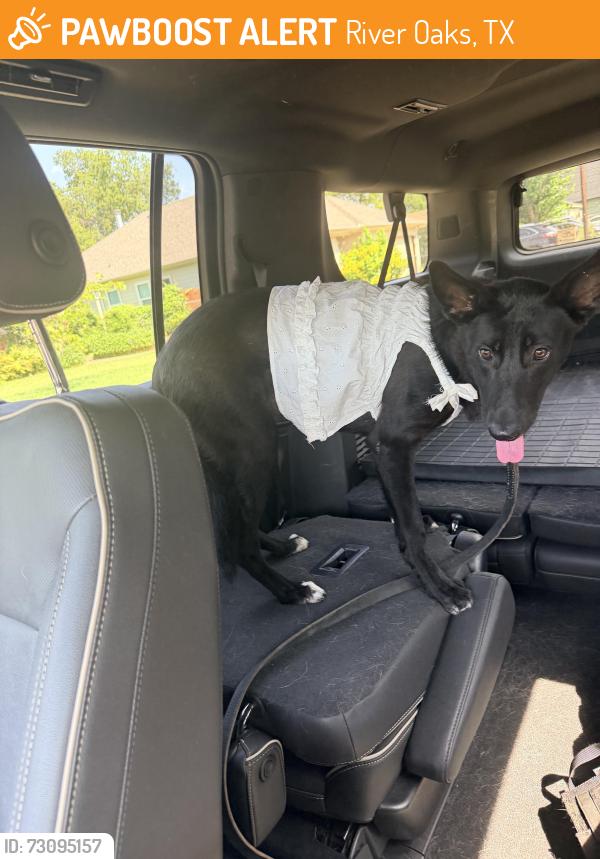 Found/Stray Female Dog last seen Inspiration Lane and Nancy, River Oaks, TX 76114