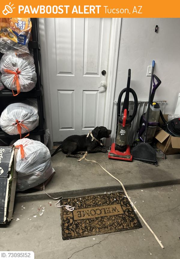 Found/Stray Male Dog last seen Valencia & vahalla, Tucson, AZ 85757