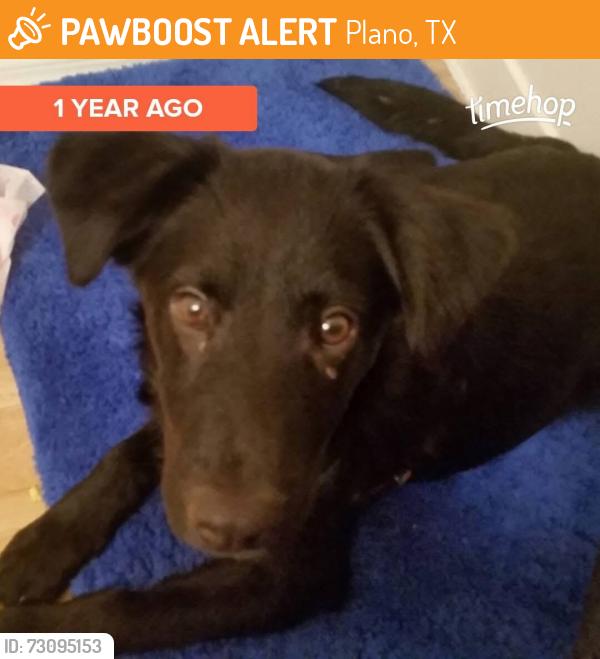Found/Stray Male Dog last seen He’s at the Animal shelter, Plano, TX 75074