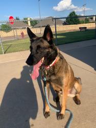 Lost Male Dog last seen Isidro Tire shop on FM 2280, Johnson County, TX 76059