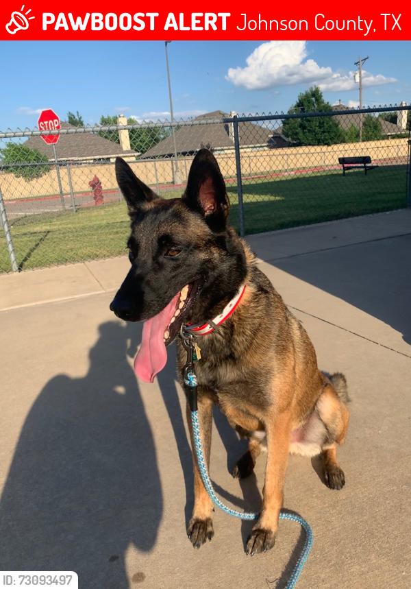 Lost Male Dog last seen Isidro Tire shop on FM 2280, Johnson County, TX 76059