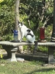 Found/Stray Unknown Cat last seen Carnelian and Vivero, Rancho Cucamonga, CA 91730