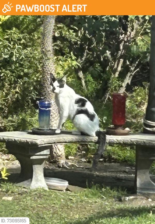 Found/Stray Unknown Cat last seen Carnelian and Vivero, Rancho Cucamonga, CA 91730