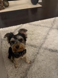 Reunited Female Dog last seen Near Allistair Dr, Cumming, GA 30040, USA, Cumming, GA 30040