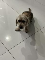 Lost Male Dog last seen Near NW 98 terrace Miami, Miami, FL 33147