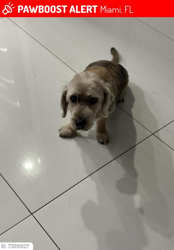 Lost Male Dog last seen Near NW 98 terrace Miami, Miami, FL 33147
