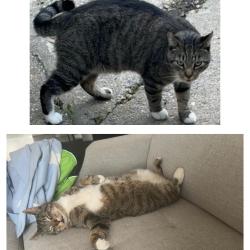Lost Male Cat last seen Last seen across from William whyte school, Selkirk, MB R1A 0Z1