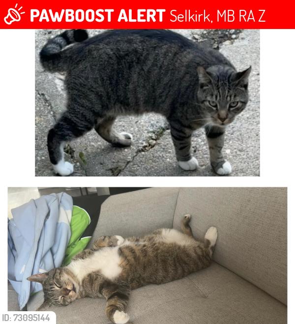 Lost Male Cat last seen Last seen across from William whyte school, Selkirk, MB R1A 0Z1