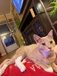 Lost Female Cat last seen Anywhere in west side Scranton, Scranton, PA 18504