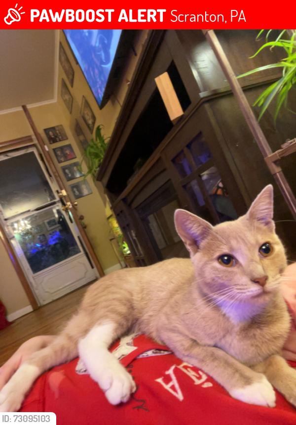 Lost Female Cat last seen Anywhere in west side Scranton, Scranton, PA 18504