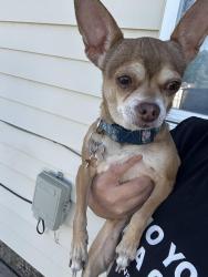 Found/Stray Female Dog last seen Smiths, Sunset, UT 84015