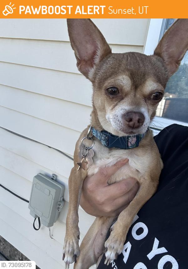 Found/Stray Female Dog last seen Smiths, Sunset, UT 84015