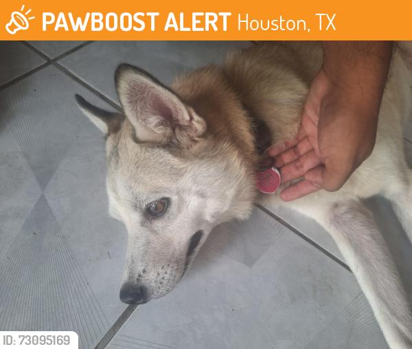 Found/Stray Male Dog last seen 15306beechnut st, Houston, TX 77083