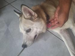Found/Stray Male Dog last seen 15306beechnut st, Houston, TX 77083