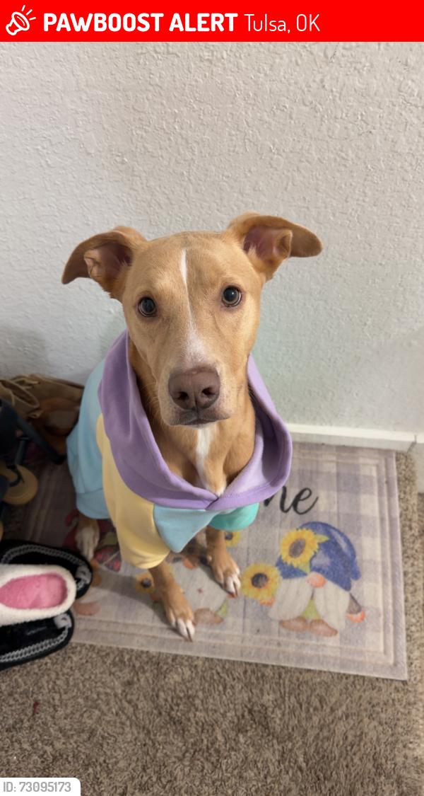 Lost Female Dog last seen Between Martin Luther King blvd and Pine st, Tulsa, OK 74106