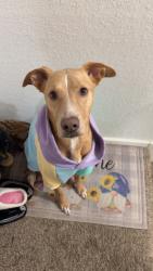 Lost Female Dog last seen Between Martin Luther King blvd and Pine st, Tulsa, OK 74106