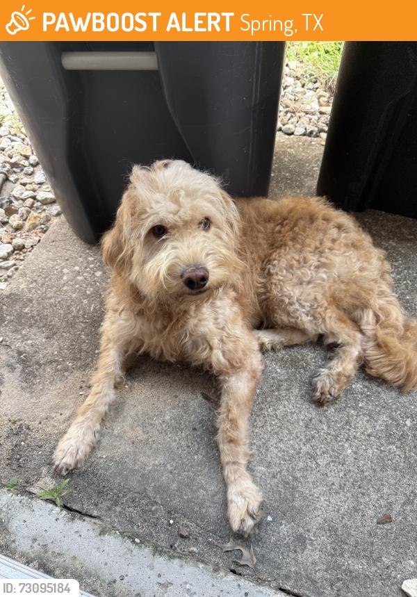 Found/Stray Unknown Dog last seen Cypresswood/Kuykendahl, Spring, TX 77388