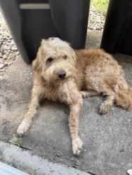 Found/Stray Unknown Dog last seen Cypresswood/Kuykendahl, Spring, TX 77388