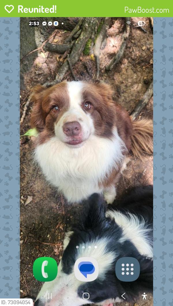 Reunited Male Dog last seen Friendship church road , Powder Springs, GA 30127
