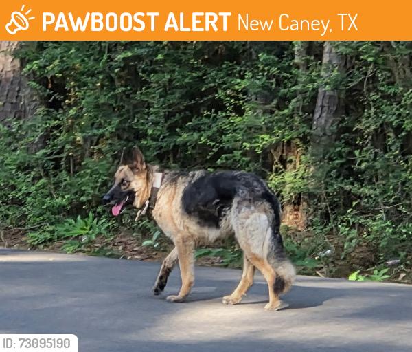 Found/Stray Unknown Dog last seen East Community drive, New Caney, TX 77357