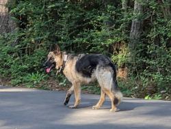Found/Stray Unknown Dog last seen East Community drive, New Caney, TX 77357