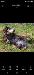 Lost Female Dog last seen Hidden Lake subdivision going into woods headed towards Stoney Point Church Rd, Beebe, AR 72012