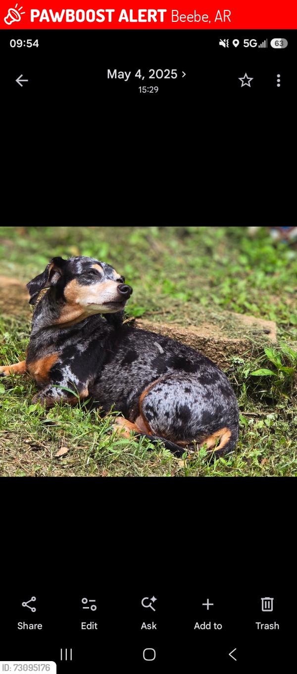 Lost Female Dog last seen Hidden Lake subdivision going into woods headed towards Stoney Point Church Rd, Beebe, AR 72012