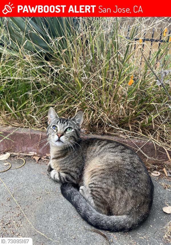 Lost Female Cat last seen Dow Drive and Hillsdale Ave, San Jose, CA 95136