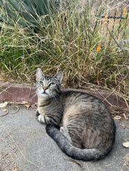 Lost Female Cat last seen Dow Drive and Hillsdale Ave, San Jose, CA 95136