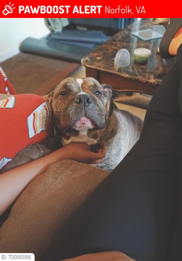 Lost Male Dog last seen Tidewater drive, Norfolk, VA 23513