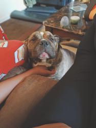 Lost Male Dog last seen Tidewater drive, Norfolk, VA 23513