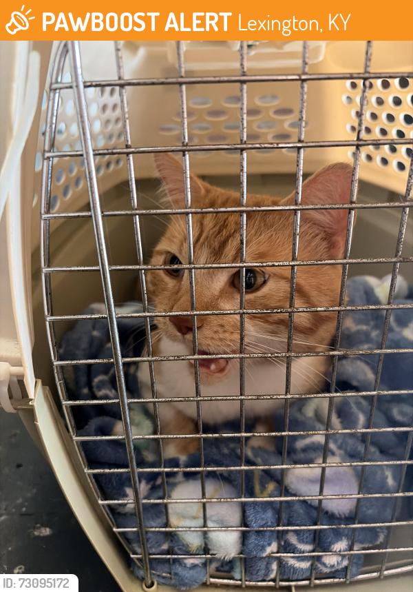 Found/Stray Male Cat last seen Life at Lexington Square, Lexington, KY 40502