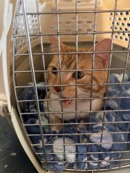 Found/Stray Male Cat last seen Life at Lexington Square, Lexington, KY 40502