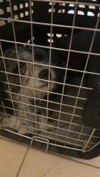 Found/Stray Unknown Dog last seen Crimson Ridge drive off the road, Las Vegas, NV 89130