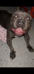 Reunited Male Dog last seen Park, San Diego, CA 92154