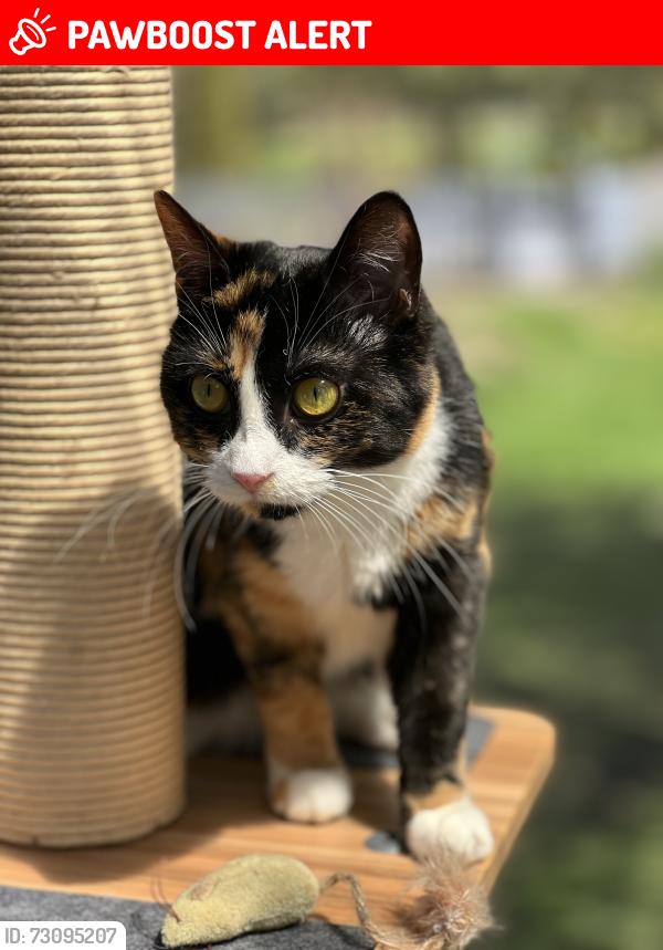 Lost Female Cat last seen Highway 201, Vaudreuil-Dorion, QC J0P 1P0